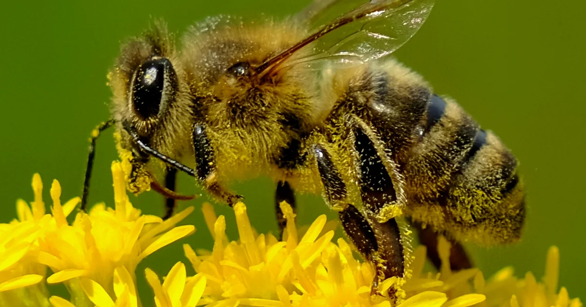 Abeille posée sur des fleurs jaunes sur fond vert