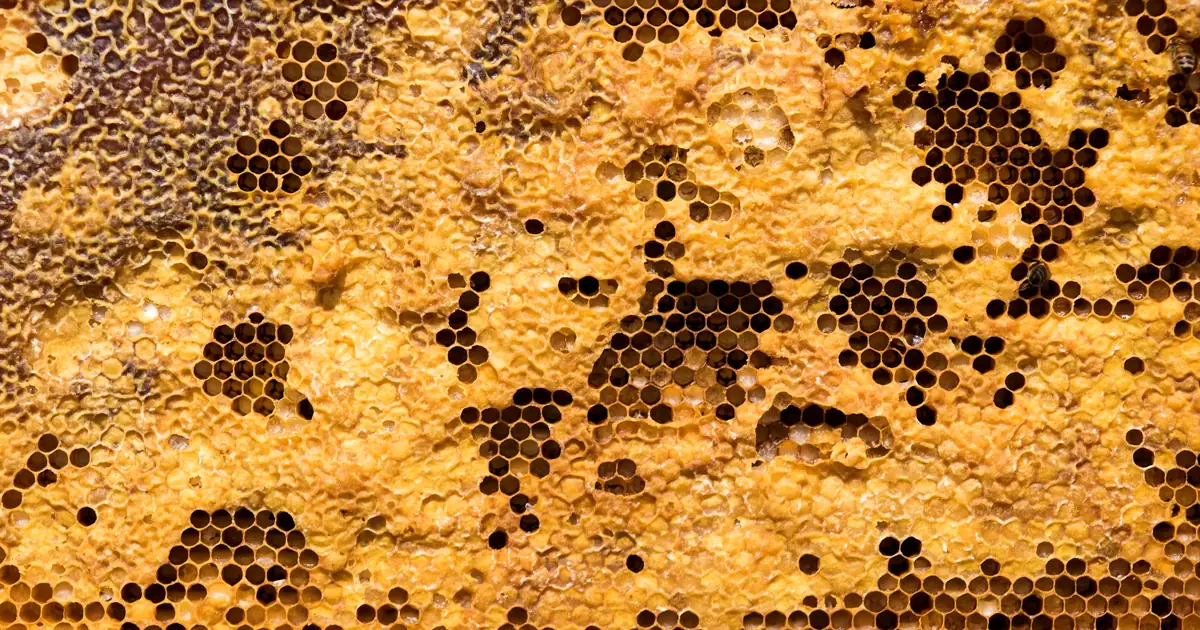 Cadre de ruche couvert de propolis brun doré et d'alvéoles