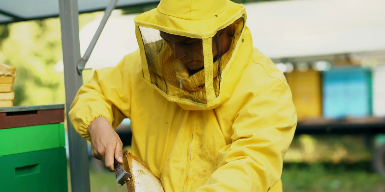 Apiculteur en combinaison jaune portant un cadre de rayon dans une prairie