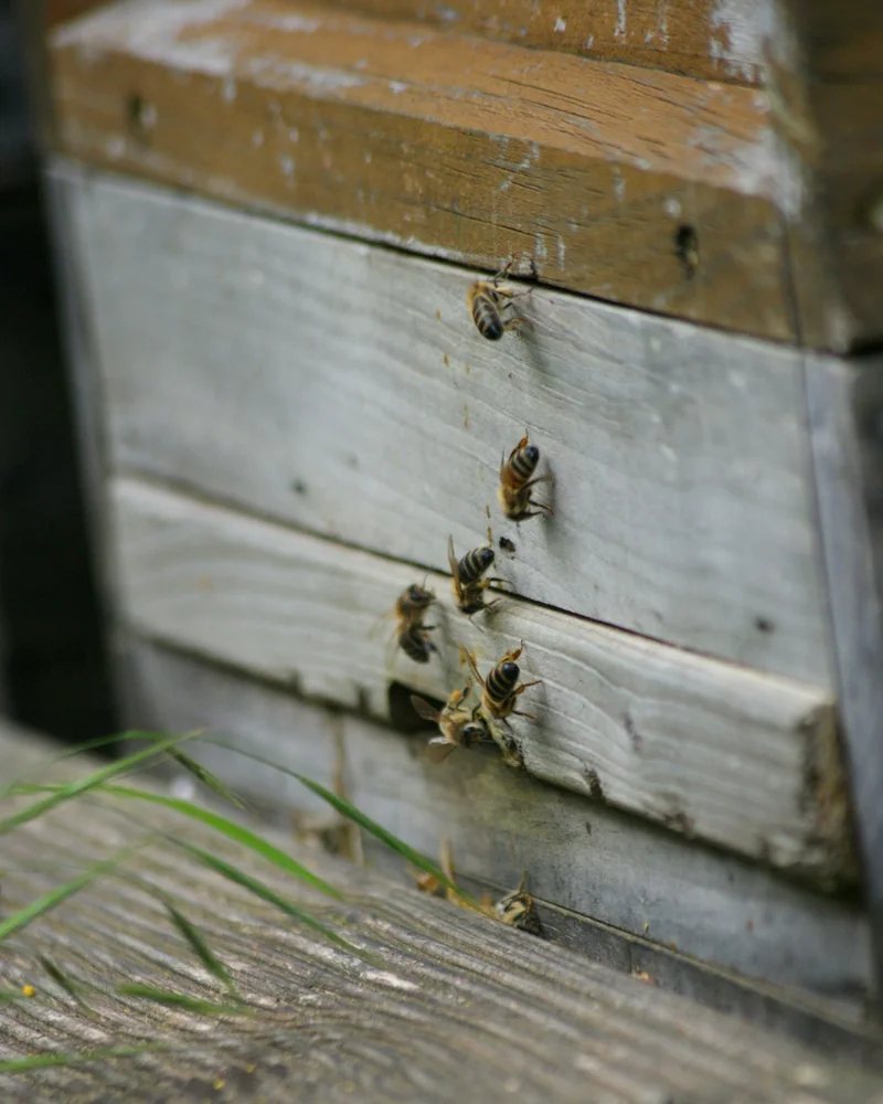 Planches grises d'une ruche en bois et abeilles à l'entrée
