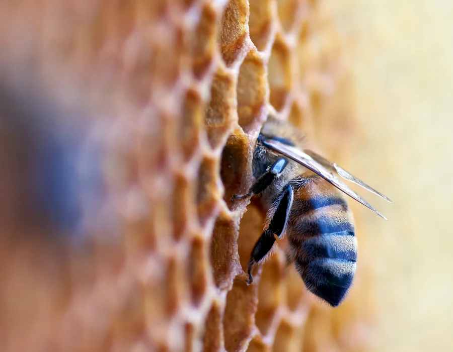 L'abeille et la colonie : illustration du groupe de modules
