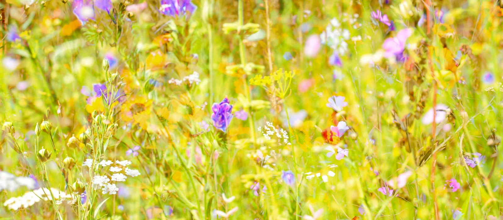 Prairie de fleurs sauvages jaunes et violettes